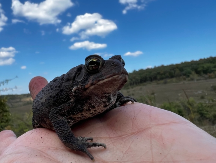 American Toad